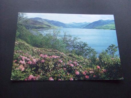 Rhododendrons by Loch Broom ross-Shire England